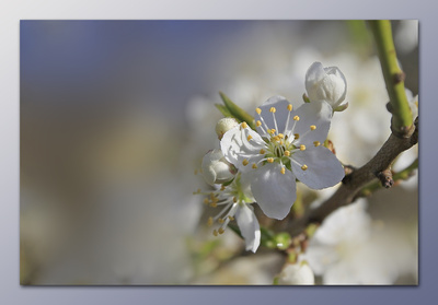 mirabellenblüte