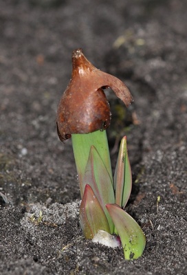 Tulpe mit Mütze