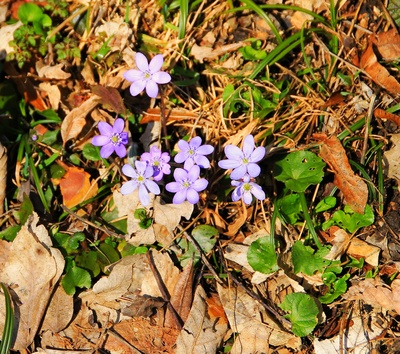 Leuchtender Frühling 2013...01