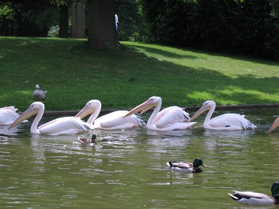 Pelikane in Reih und Glied