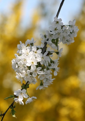 kirschbaumblüten 2