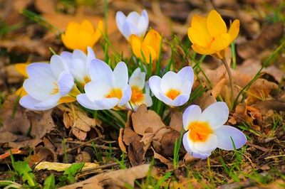 Blüten auf der Wiese