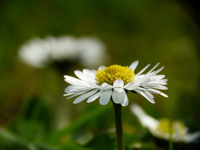 Gänseblümchen