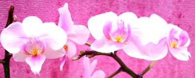 rosa Orchideen