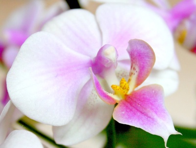 zauberhafte Orchidee