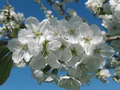 Weiße Kirschblüten unter blauem Himmel