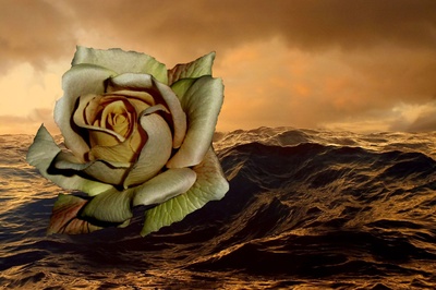 Sea-Rose