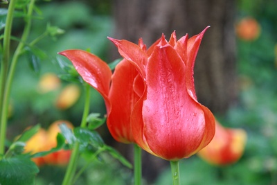 rote Tulpen im Regen