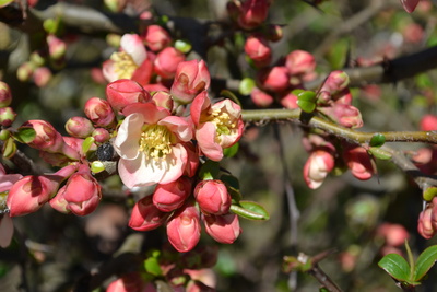 Frühlingserwachen