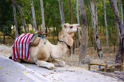 Die Kamele von Rajasthan  1