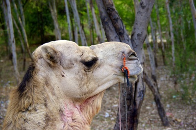 Die Kamele von Rajasthan  2