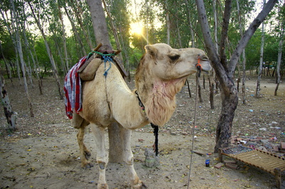 Die Kamele von Rajasthan  3