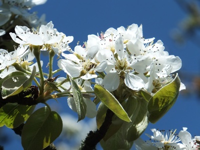 Birnenbaumblüten im Frühling 2013