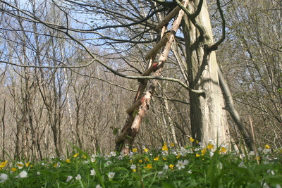 Frühling im Wald