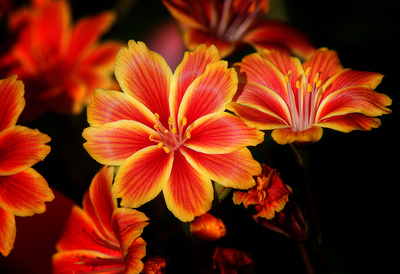 Lewisia Lewisia