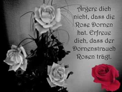 Rosenspruch