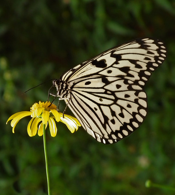 Schmetterling