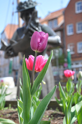 Tulpen Fischmarkt