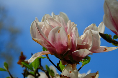 Vor blauem Frühlingshimmel