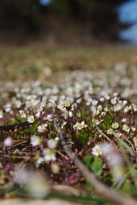 Frühlingsbeginn