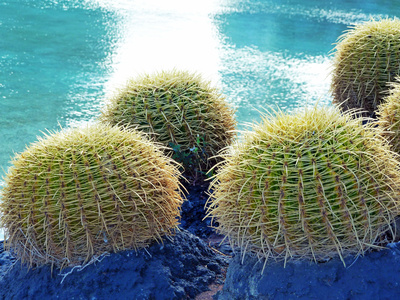 Kaktus auf Stein