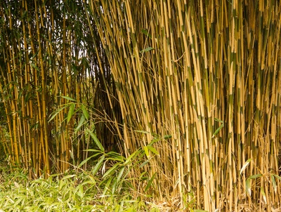 Exotische Bambus-Gräser 1