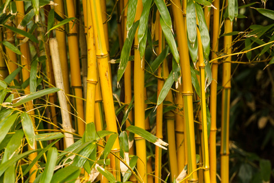 Exotische Bambus-Gräser 2