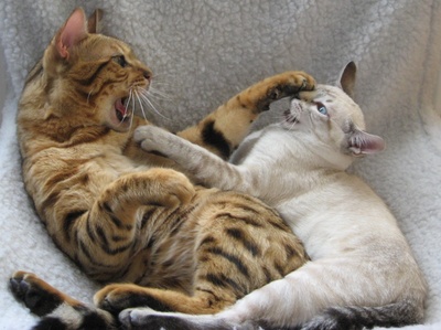 Bengal Katzenliebe
