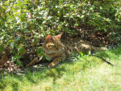 Bengal Katze im Garten sucht Schattenplatz