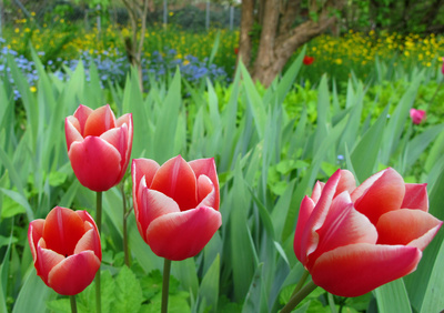 Tulpen im Wildgarten