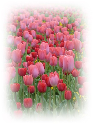 Tulpenfeld rosa und rot