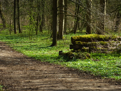 Frühlingswald