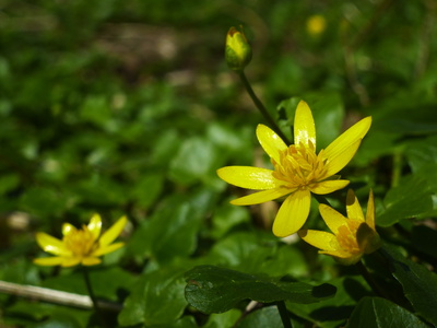 Frühlingsblume