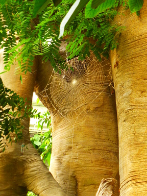 Baum mit Spinnenweben