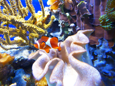 Nemo - Clownfisch