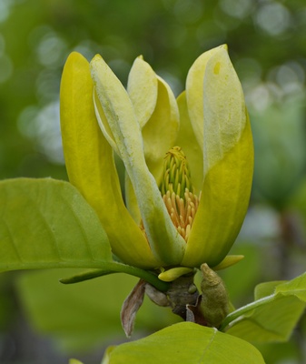 Gelbe Magnolienblüte