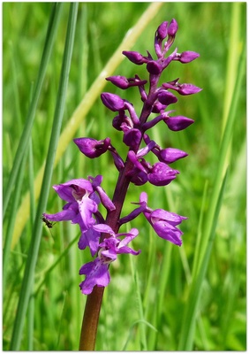 wilde Orchidee