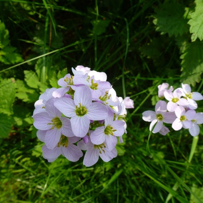 Wiesenblume