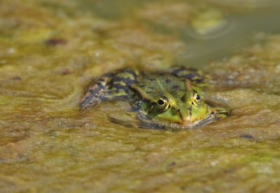 schwimmender Frosch im Teich