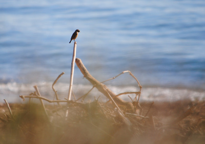 Strandvogel bei Aguilas