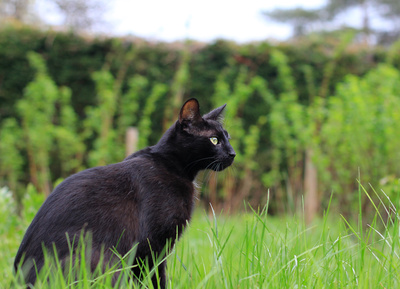 Schwarzer Kater