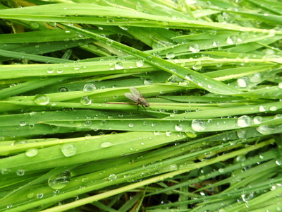 Mücke im Gras-Wasserbett