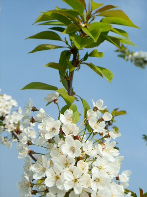 Kirschbaum Blüten