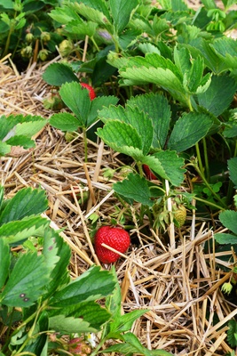 Erdbeer Freude
