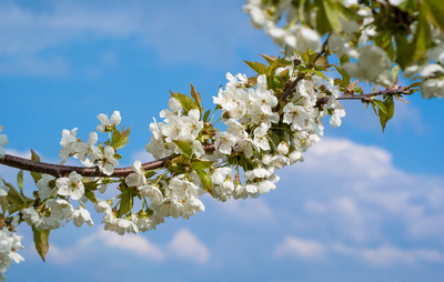 Kirschbaumblüten