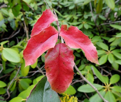 Rote Blätter im Frühling