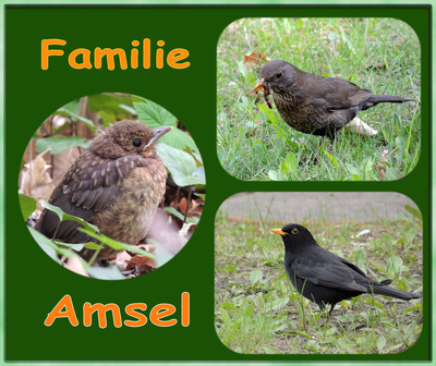 Familie  Amsel