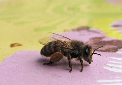 Biene auf dem Tisch