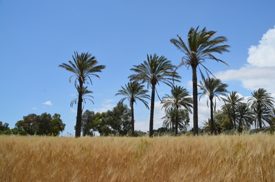 Landscape Zypern 2