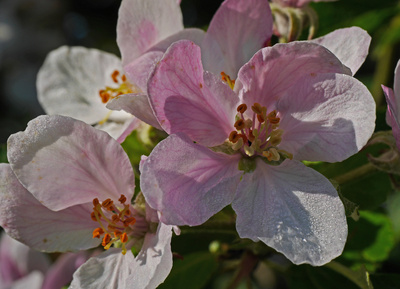 Apfelblüten im Frühtau